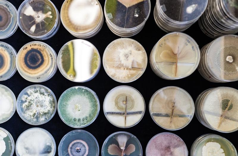 Der photodynamische Effekt ermöglicht es einem Farbstoff , auf spezielle Wellenlängen des Lichts zu reagieren. Es bildet sich hochreaktiver Sauerstoff, der unerwünschte Keimen reduziert...