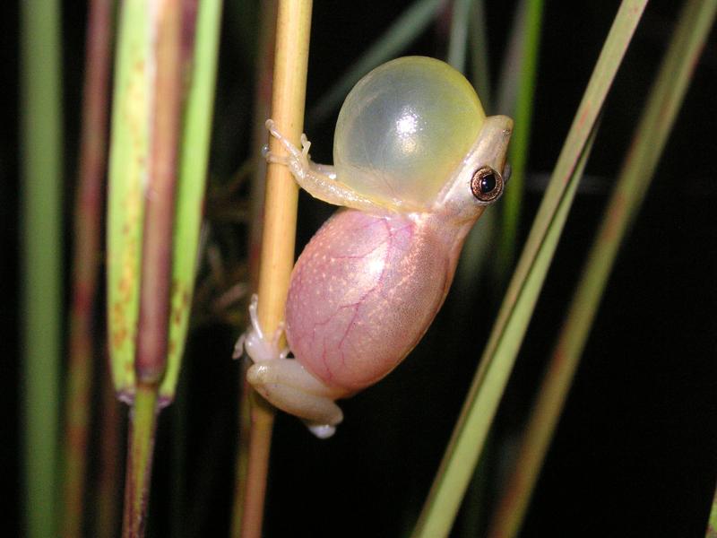 Der Laubfrosch Scinax madeirae hat die Frequenz seiner Werberufe angepasst.  