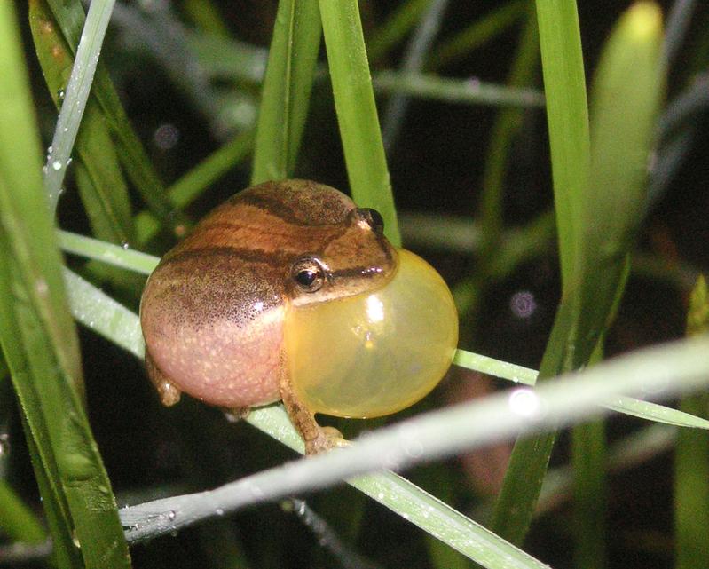 Direkter Konkurrent bei der Partnersuche: Männliches Exemplar von Scinax fuscomarginatus. 