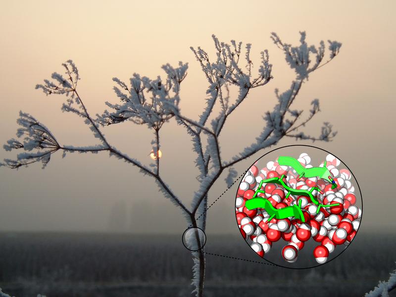 Ice crystals: Max Planck researchers discovered that certain bacteria can affect the ordering and the dynamics of water molecules in water droplets. 