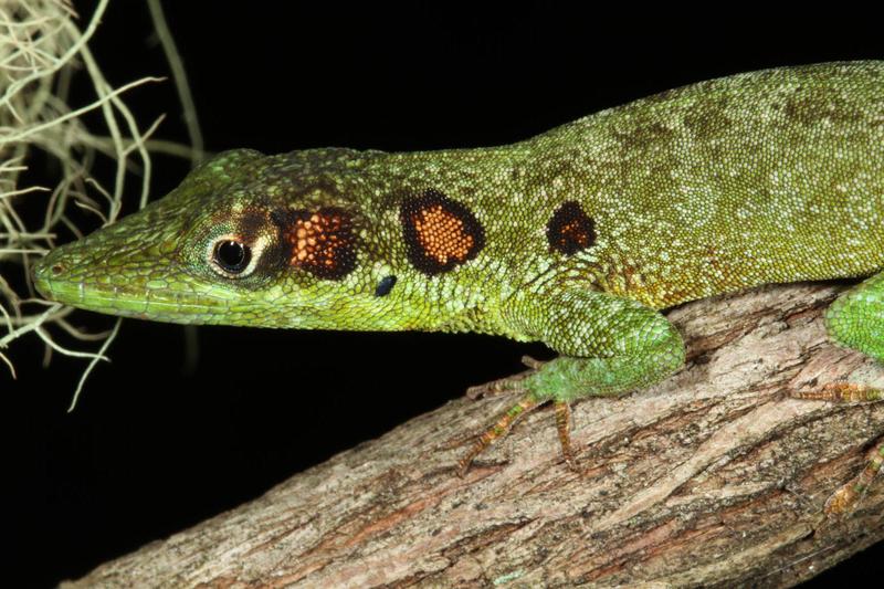 Eine der neu entdeckten Arten: Anolis eladioi. 