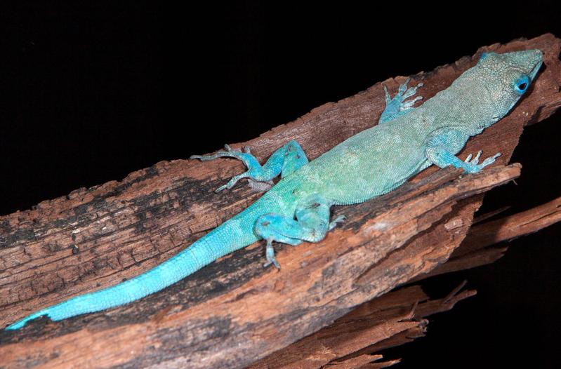 Die neue Art Anolis divius fällt durch ihre bläuliche Färbung auf. 
