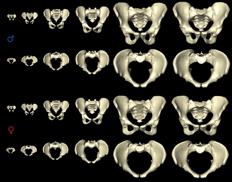 Development of the female and male pelvis from birth to old age.