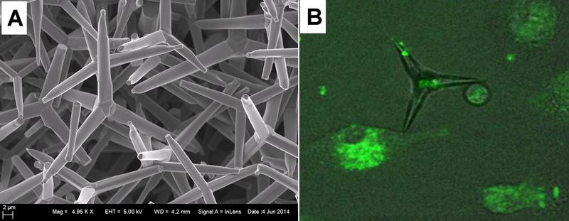 Both pictures show zinc oxide tetrapods; right: virus is bound to tetrapod.