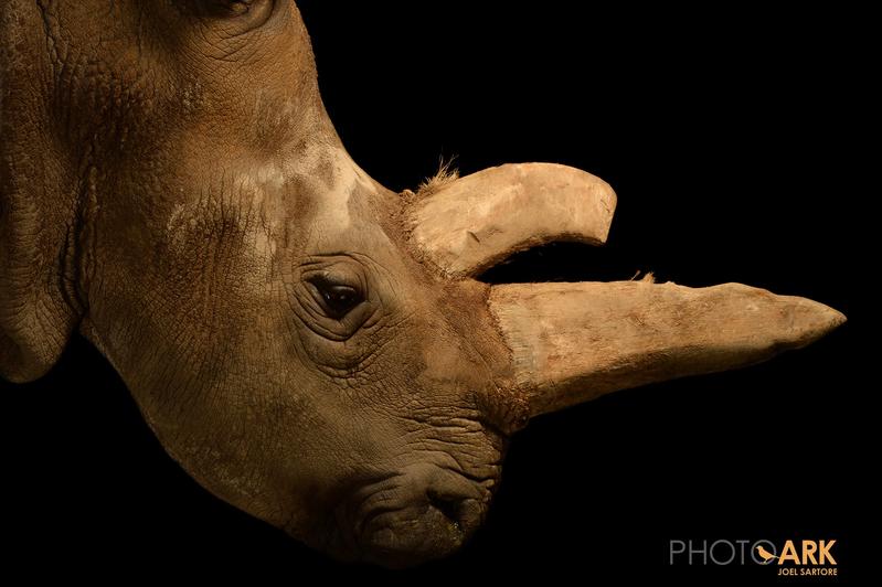 Das Nördliche Breitmaulnashorn Nabiré, ein 32-jähriges Weibchen im ZOO Dvůr Králové, starb leider am 27. Juli 2015.