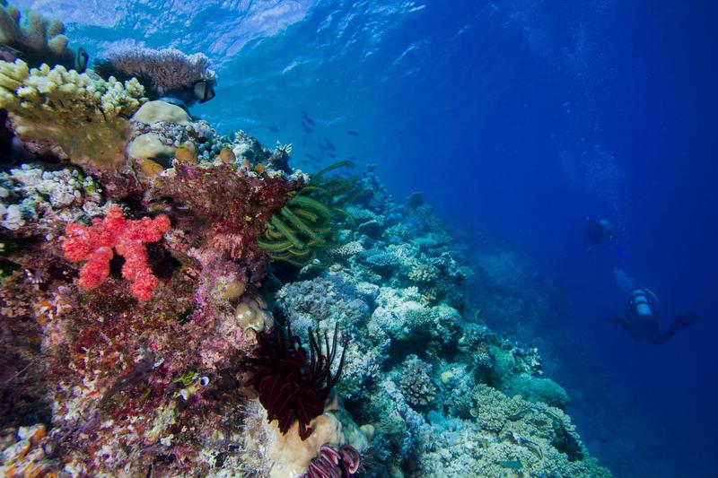 Korallenriffe – hier das Great Barrier Reef – sind extrem artenreiche Lebensräume.