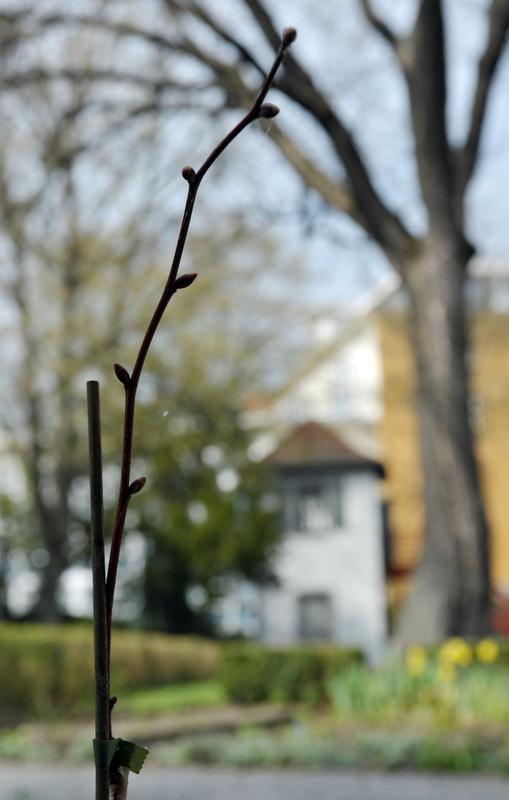 Symbol-Bild: Diese kleine Linde im Schillergarten der Universität Jena erinnert an Novalis, dessen gleichnamiger Preis am 8. Mai in Jena verliehen wird.