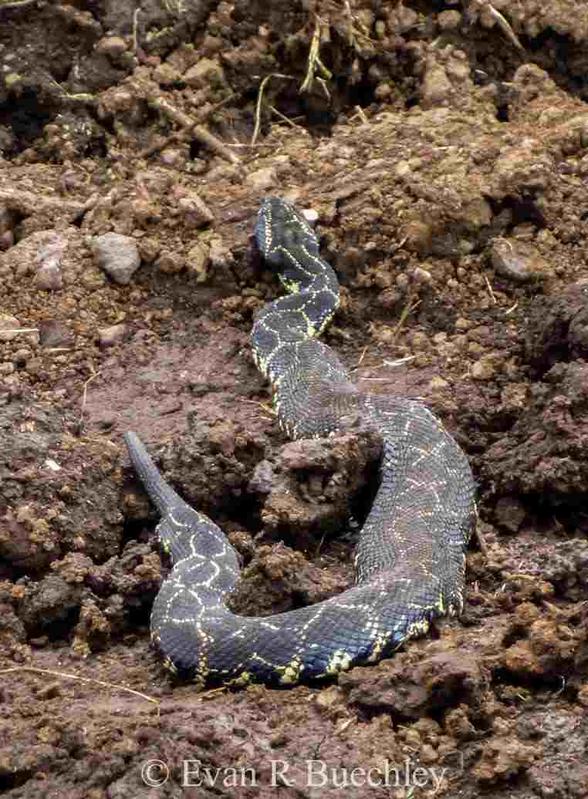  Aufnahme eines lebenden Exemplars der Art Bitis harenna sp. nov. In den  Harenna Wäldern des Bale Mountains National Park im Oktober 2013. Die Schlange ist etwa 1 Meter lang. 