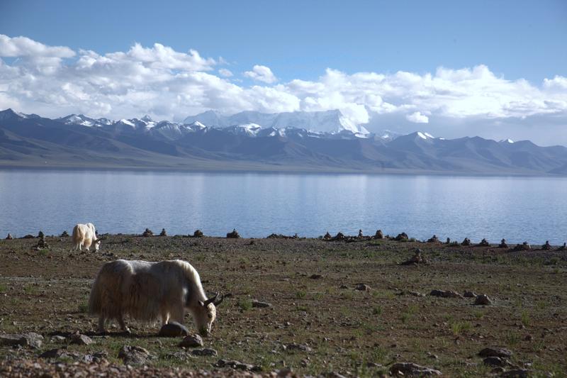 Grasende heilige Yaks am Namtso-See.