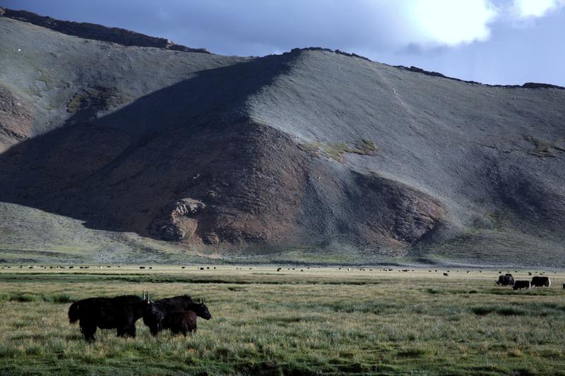Grasende Yakherde auf einer sumpfigen Weide bei Lhazê in Südtibet. Der Hang im Hintergrund ist stark degradiert.