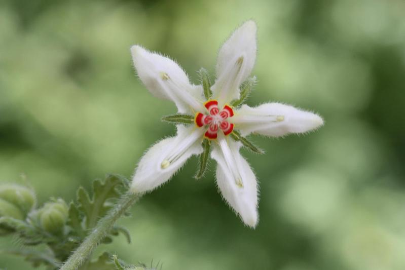 Vielfarbige Blüte der Blumennessel Blumenbachia insignis im Botanischen Garten der Universität Bonn. 
