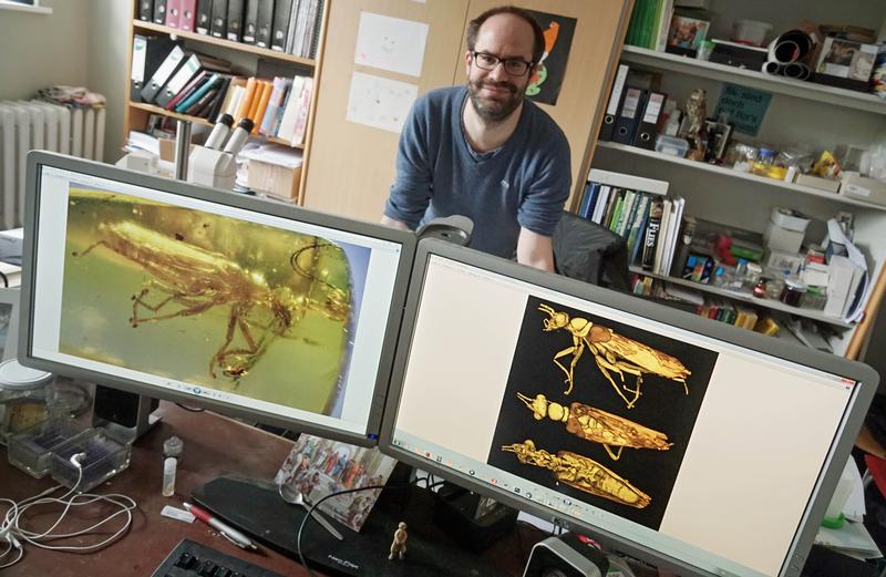 Auf den Monitoren von Dr. Benjamin Wipfler von der Uni Jena ist die neue Insektenordnung aus einem ca. 100 Millionen Jahre alten burmesischen Bernstein zu sehen.
