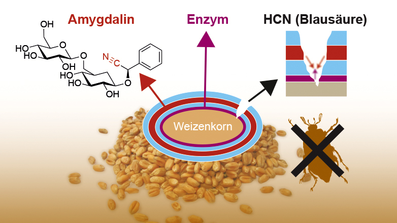 Schichten von Polylactat umgeben ein Weizenkorn. Die innerste enthält ein Enzym, die mittlere Amygdalin. Setzt ein fressendes Insekt die Substanzen frei, baut das Enzym Amygdalin zu Blausäure ab.