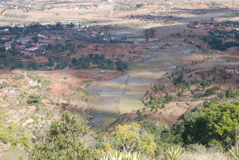 Rice fields, highlands near Antananarivo