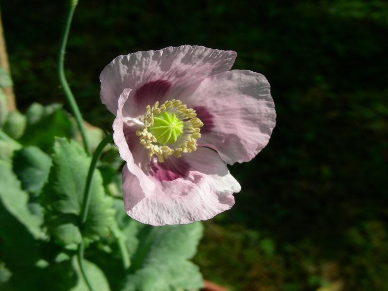 Breadseed poppies Papaver somniferum as well as many other poppy and barberry plants produce many Isochinoline alkaloids.