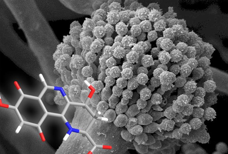 The fungus Aspergillus fumigatus produces Fumisoquine in a way similar to plants.
