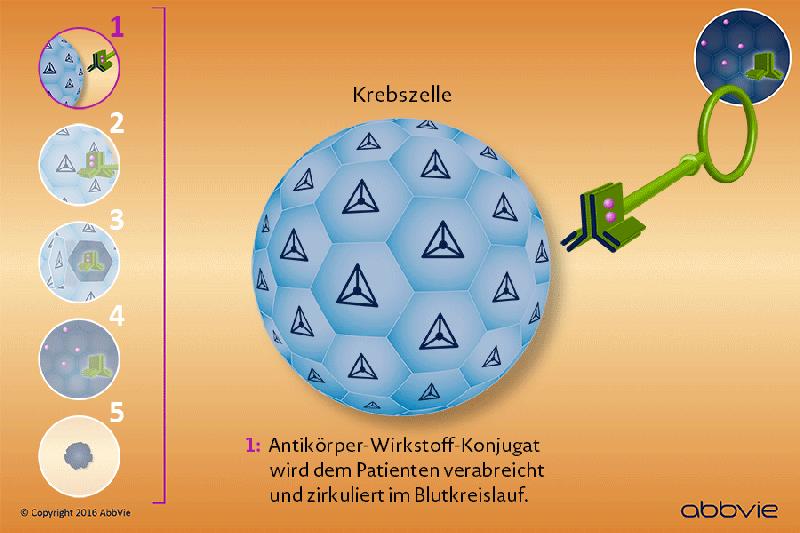 Überlistung erkrankter Zellen: So funktioniert ein ADC. 