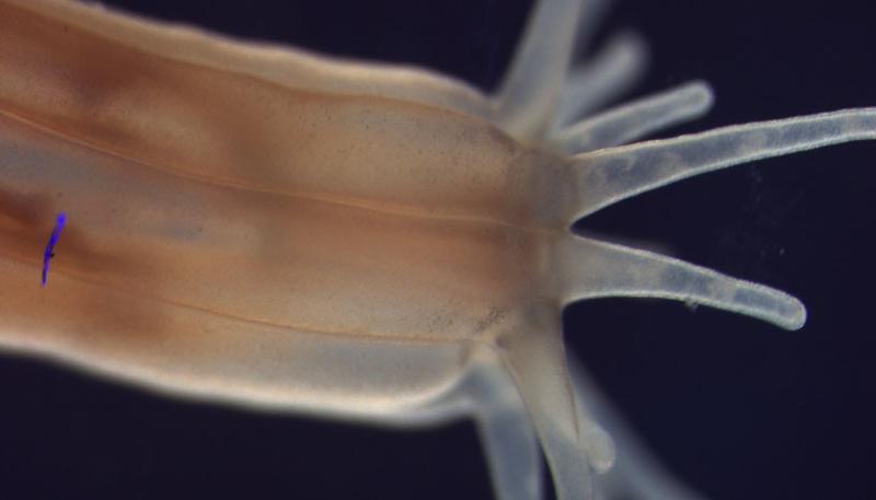 Die Signalmoleküle der molekularen Grundlagen für Körperachsen entwickelten sich bereits vor 600 Millionen Jahren in den gemeinsamen Vorfahren von Wirbeltieren und Seeanemonen.