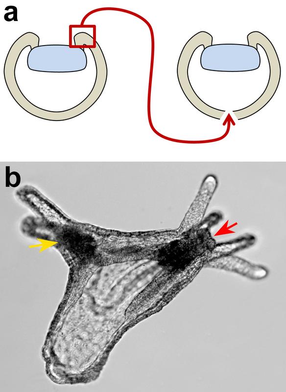 Die Transplantation eines Fragments des Urmund-Organisators verursacht die Bildung einer sekundären Körperachse.