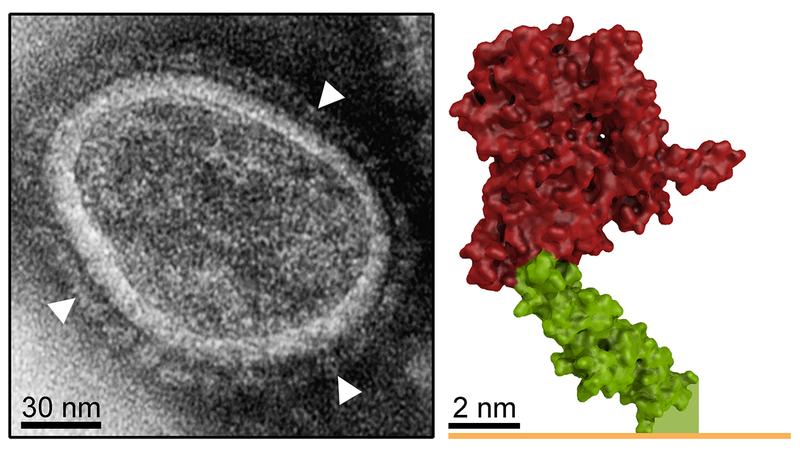 Links: EM-Aufnahme der Genfähre mit Hüllproteinen (Pfeile). Rechts: Struktur eines Oberflächenrezeptors (Her2/neu). Bindung der Genfähre im grünen Bereich ermöglicht Membranfusion und Gentransfer. 