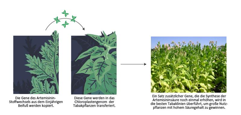 Neue Methoden der Pflanzenbiotechnologie könnten die kostengünstige Massenproduktion eines Malariamedikaments ermöglichen. 