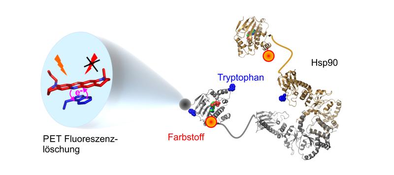 Die Kombination aus Farbstoffmolekül und Tryptanophan liefert bisher ungekannte Einblicke in die Bewegungen des Proteins Hsp90.