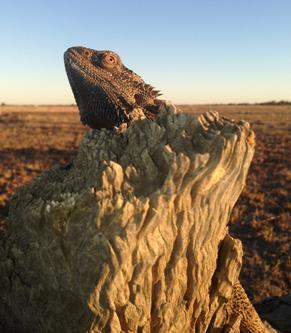 Männchen oder Weibchen? Eidechse in Australien