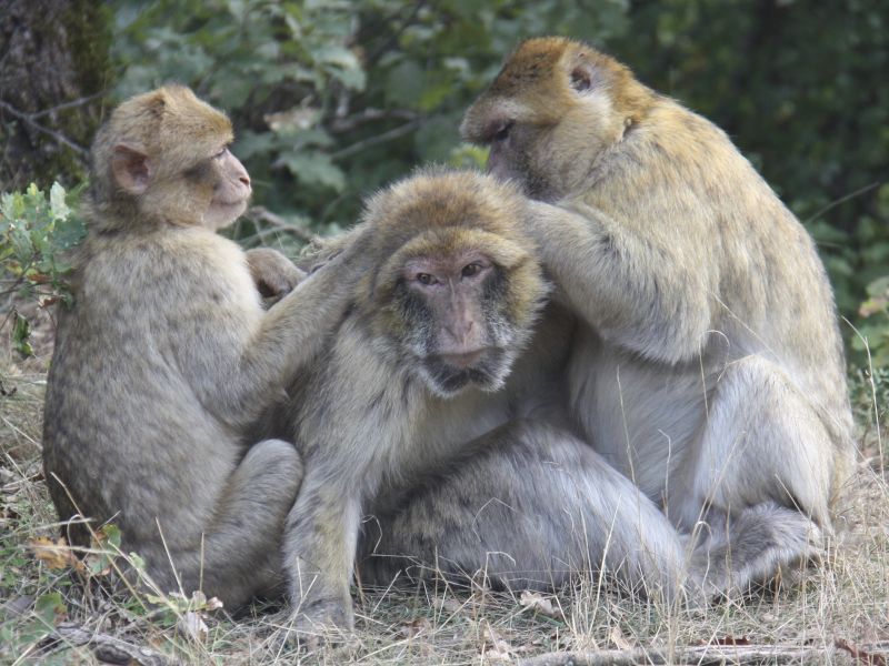 An old female Barbary macaque at “La Forêt des Singes” in Rocamadour, France, being groomed