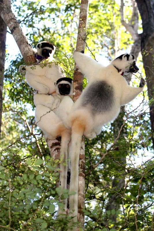Sifakas in Kirindy Forest in Madagascar. The home advantage increases the probability of winning a conflict, because resident individuals have a higher motivation to defend their territory.