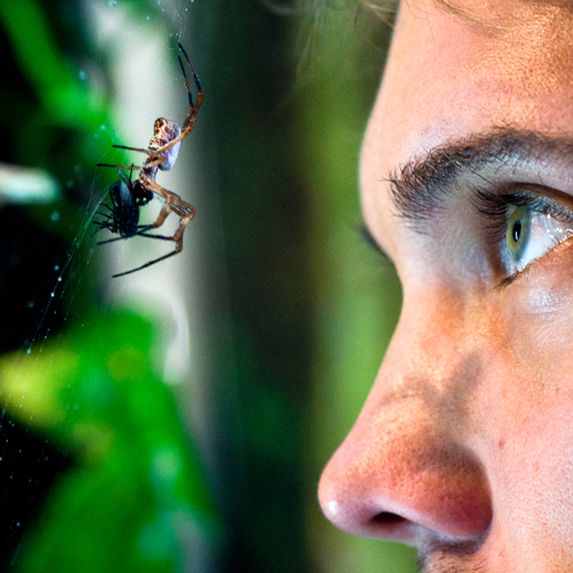Spider silk has five times the tensile strength of steel yet is just as elastic as rubber. It is also biocompatible, hypoallergenic, and has been shown to help heal wounds.
