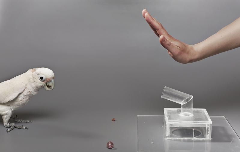Setup mit Wahl zwischen Ball-Werkzeug und niederwertigen Futter (Pecan); hochwertiges Futter (Cashew) ist in der Ball-Apparatur; Vogel ist in Warteposition.