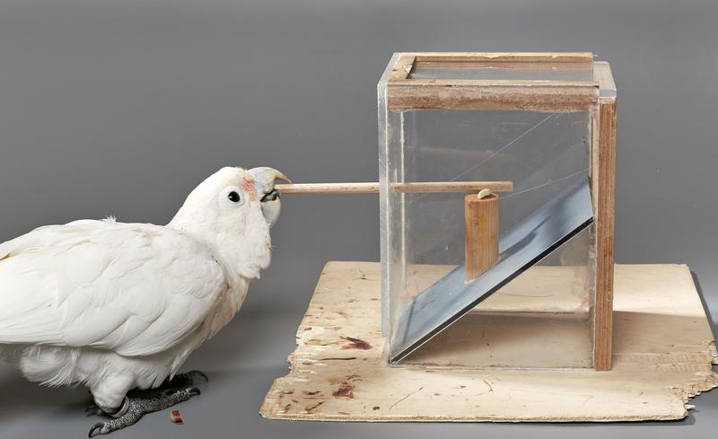 Vogel bedient Stock-Apparatur.