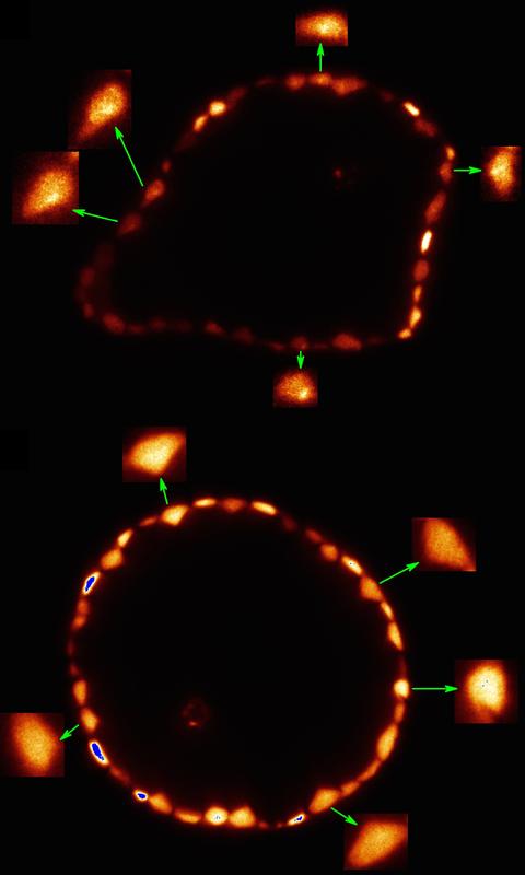 Arsenverteilung in der Blatthaut bei einer Konzentration von einem (oben) und fünf (unten) Mikromol Arsen pro Liter Wasser. Bei geringer Konzentration sammelt sich das Arsen im Zellkern.