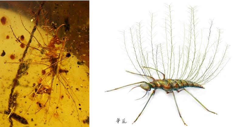 Florfliegenlarve mit „Rückenkorb“ (links) aus extrem langgestreckten, borstenartigen Verlängerungen auf dem Thorax und Abdomen. Rechts: Rekonstruktion einer noch nicht getarnten Florfliegenlarve. 