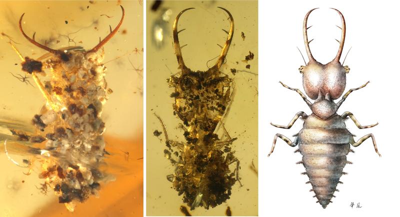 Camouflaged larvae of the owlfly: Left: Well camouflaged with small stones. Middle: Carbonized plant residue is used as camouflage. Right: Reconstruction of a yet uncamouflaged larva. 
