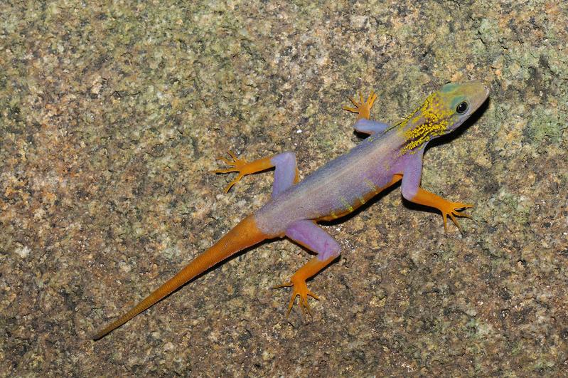 This brightly-coloured gecko, Cnemaspis psychedelica, was not discovered until 2010. This endemic lives exclusively on the island of Hon Khoai in Vietnam.