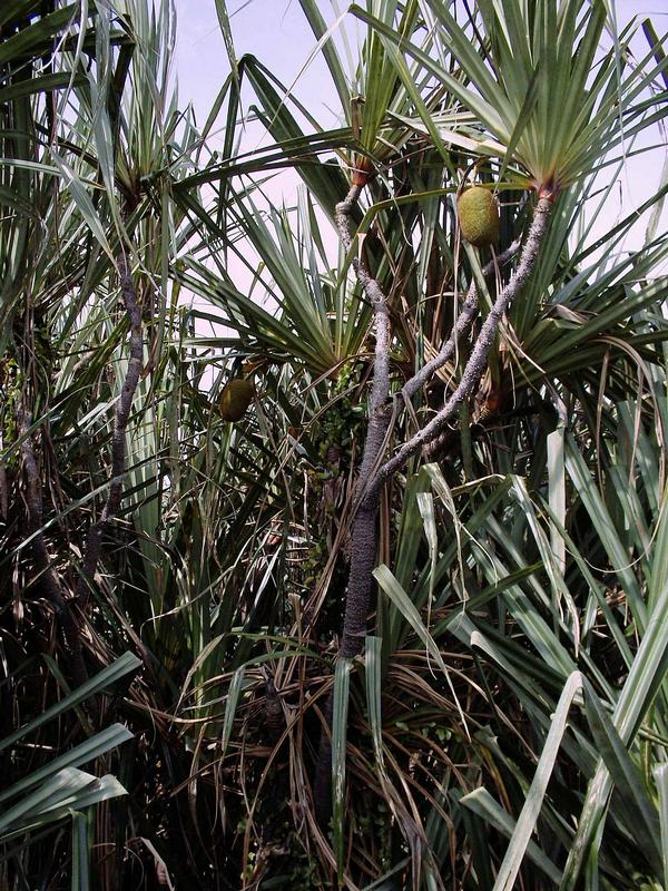 Die Schraubenpalme. Aus ihren Blüten läßt sich das zum Würzen verwendbare Pandanuswasser gewinnen.