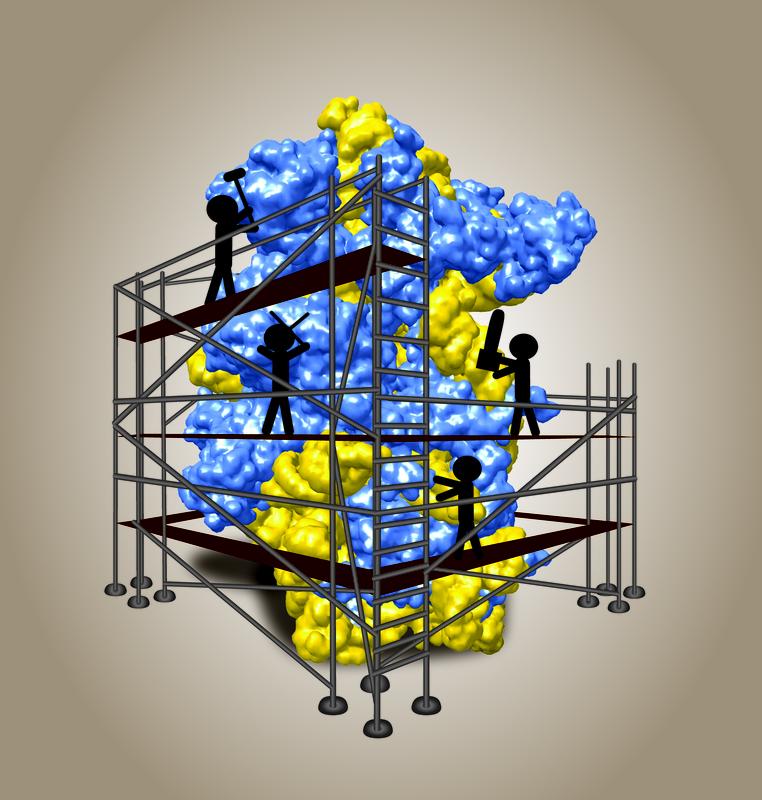 Model of the small ribosomal subunit shown at its “birth”