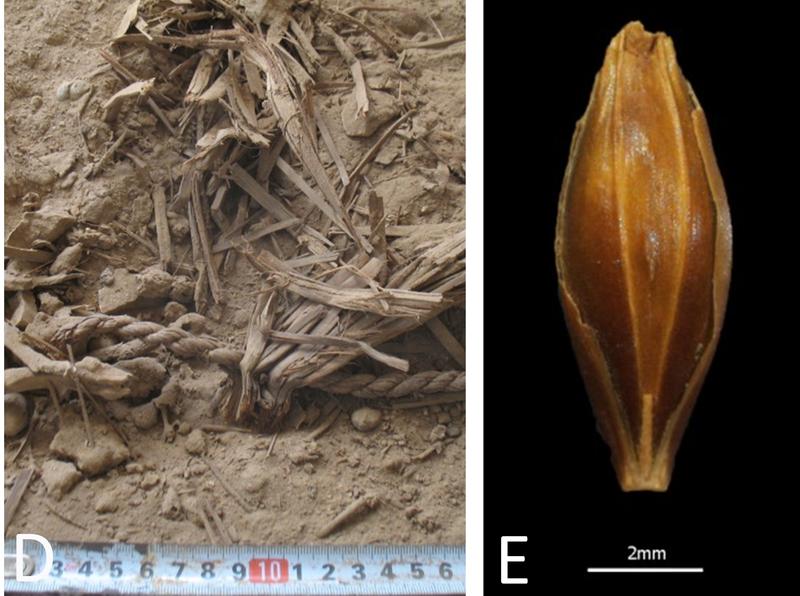 Right: Photograph during excavation – note the excellent dry preservation of plant remains Left: Photograph of a well-preserved, desiccated barley grain found at Yoram Cave.