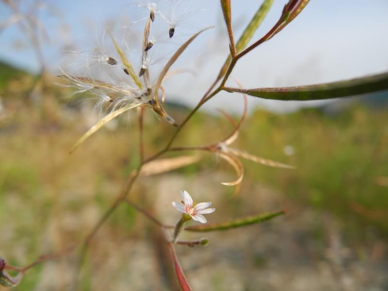 Blüte und Samen des invasiven Kurzfrüchtigen Weidenröschen. 