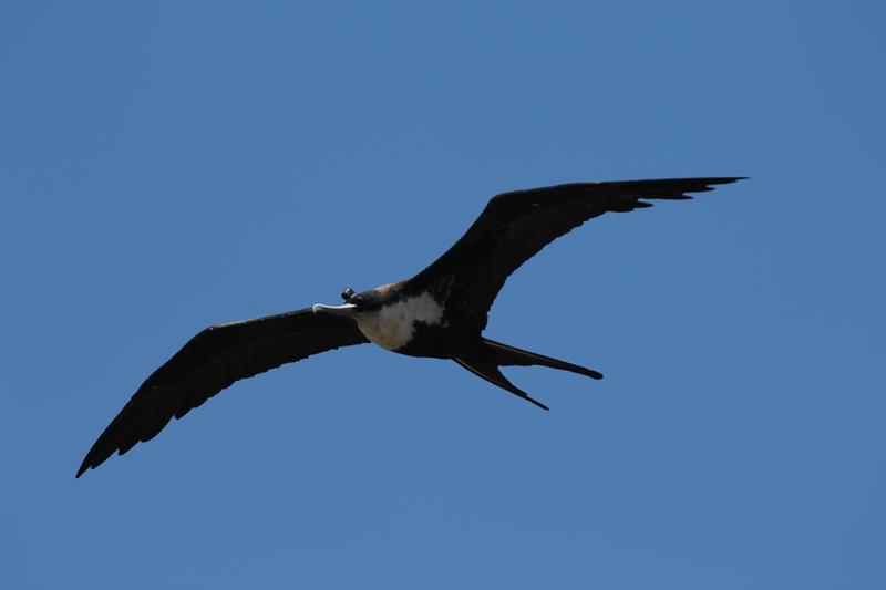 Fregattvögel erreichen eine Flügelspannweite von über zwei Metern. Sie sind hervorragende Flieger und können mehrere hundert Kilometer weit pro Tag fliegen. 