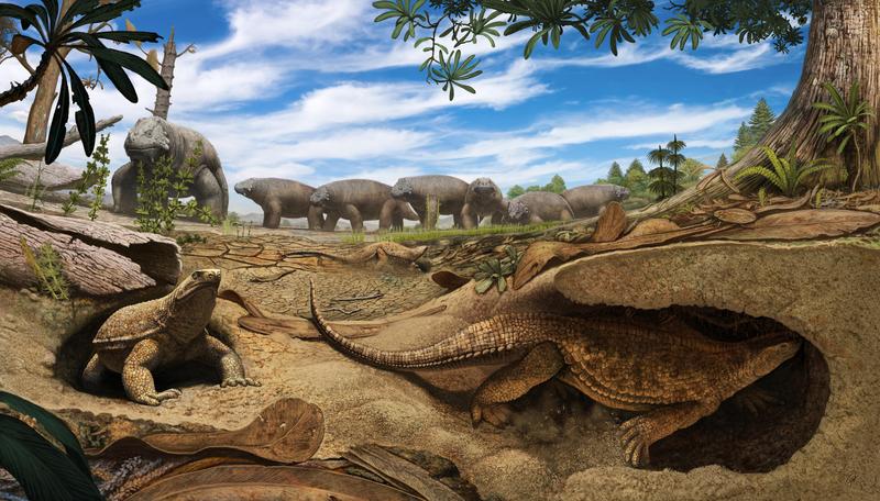 Life reconstruction of the early proto-turtle Eunotosaurus (foreground) burrowing into the sediments of a dried-out lake to escape the harsh environmental conditions in South Africa.
