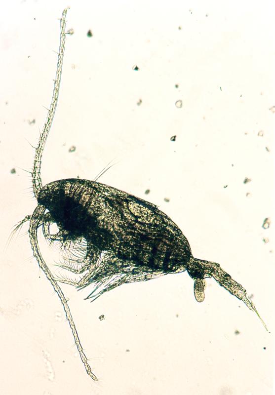 Ist kaum größer als 1 Millimeter, ist aber möglicherweise substanziell an der Produktion des Klimagases Methan beteiligt: der Ruderfußkrebs Temora longicornis