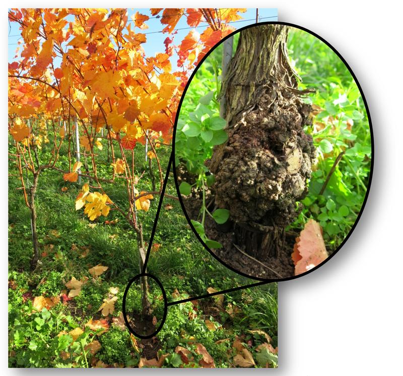 Visible to the untrained eye upon closer inspection only: a crown gall tumour on a vine. 