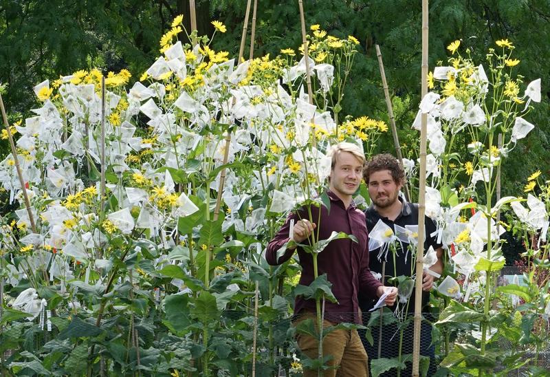 Lukas Becker (links) und Christian Wever bereiten sich im Versuchsfeld des Botanischen Gartens der Heinrich-Heine-Universität Düsseldorf auf ihre Forschungsreise in die USA vor. 