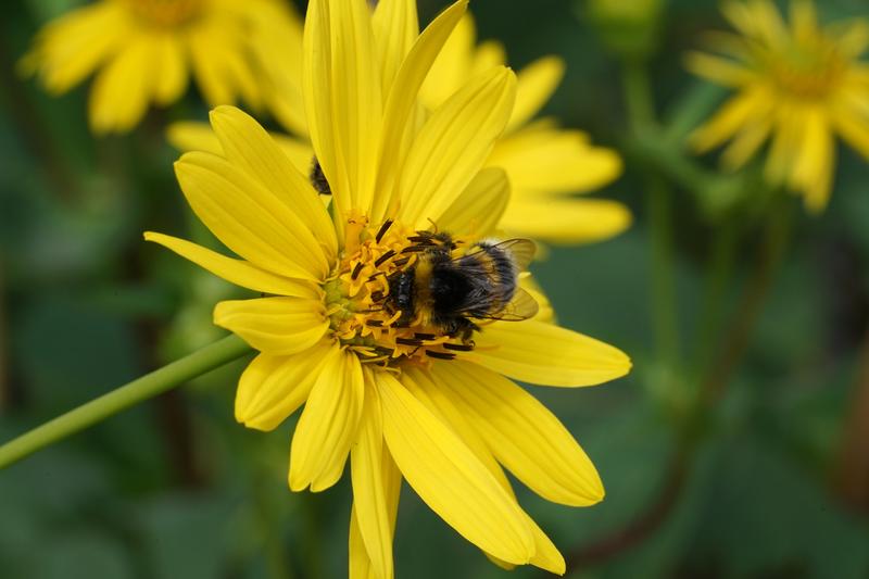Silphium perfoliatum ist ökologisch sehr wertvoll. Auch für Bienen und Hummeln. Darum war die Pflanze insbesondere bei Imkern in der früheren DDR sehr beliebt.