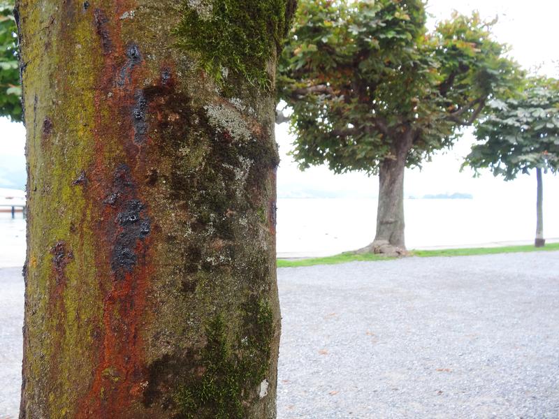 Bildinhalt: Ein asiatisches Bakterium verursacht «blutende» Stellen bei Rosskastanien, hier in Rapperswil am Zürichsee. 