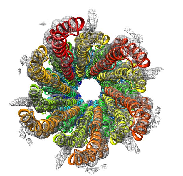 Gefährlicher Stachel von Bakterien: Die Struktur der bakteriellen Injektionsnadeln des sogenannte Typ III-Sekretionssystems in atomarer Auflösung wurde von Adam Langes Team  aufgeklärt.