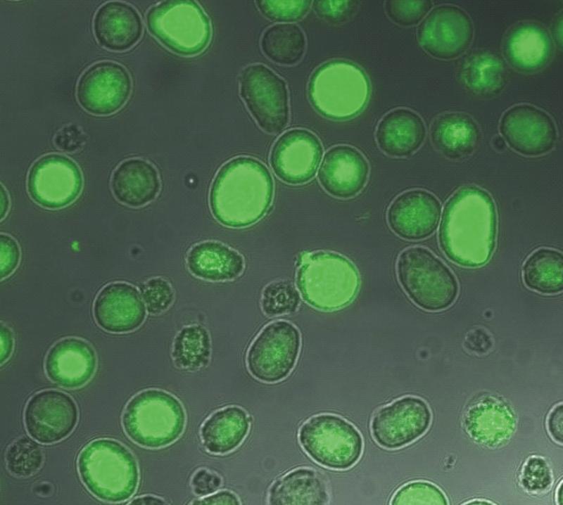 Für die neue Testmethode stellten Forscher verschiedene Allergene in umfunktionierten Insektenzellen her.