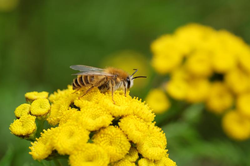 Die Hälfte der etwa 560 in Deutschland beheimateten Wildbienen-Arten ist vom Aussterben bedroht.